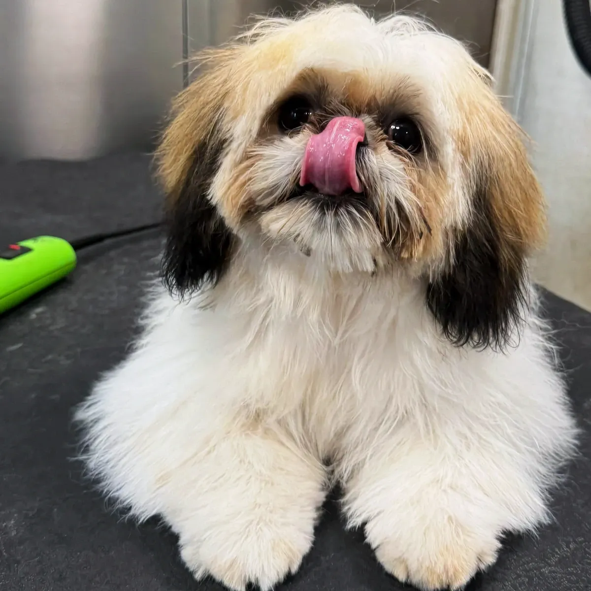 Fluffy shih tzu licking its nose