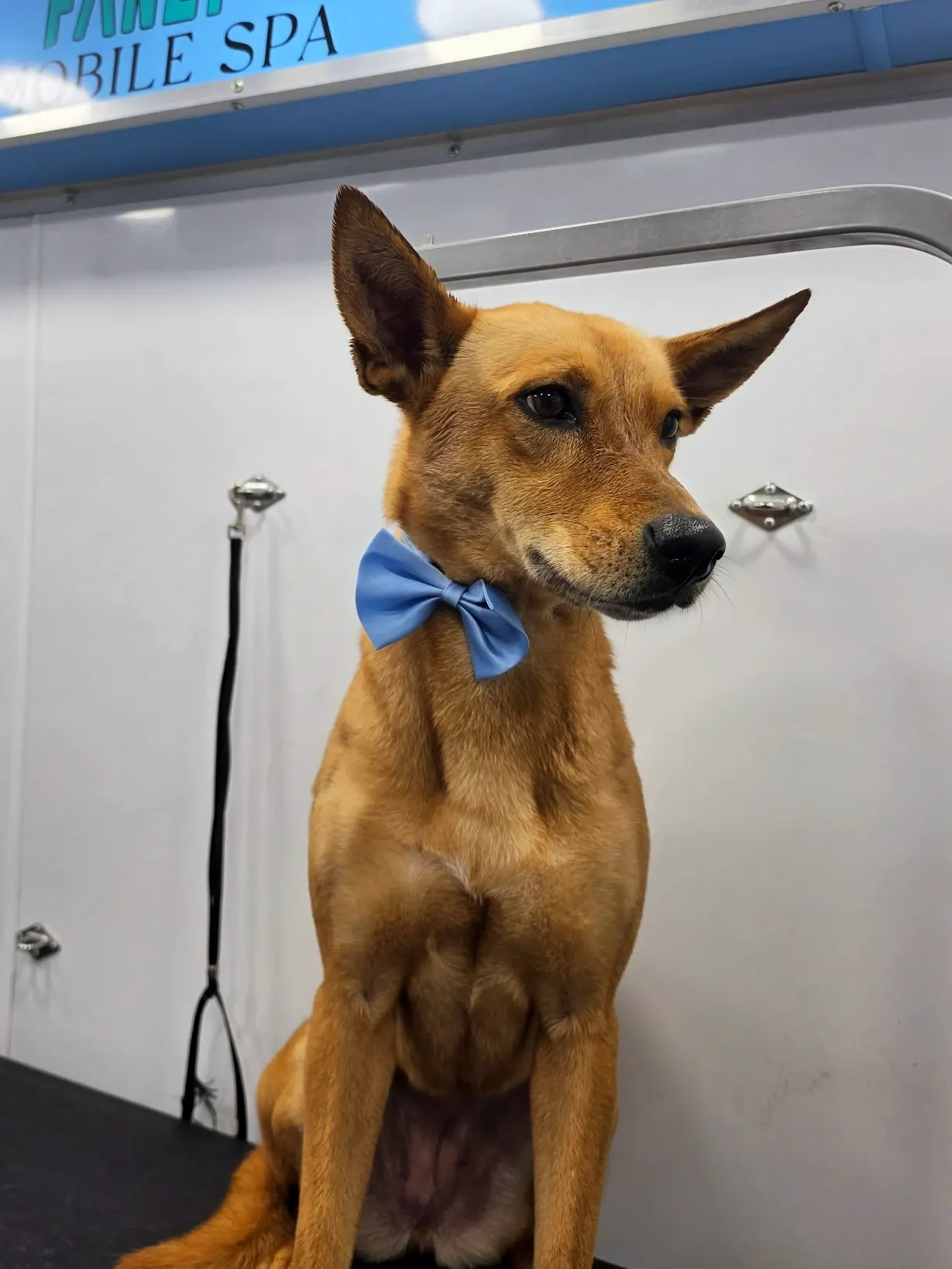 Tan shepherd mix in a blue bow tie on the grooming table