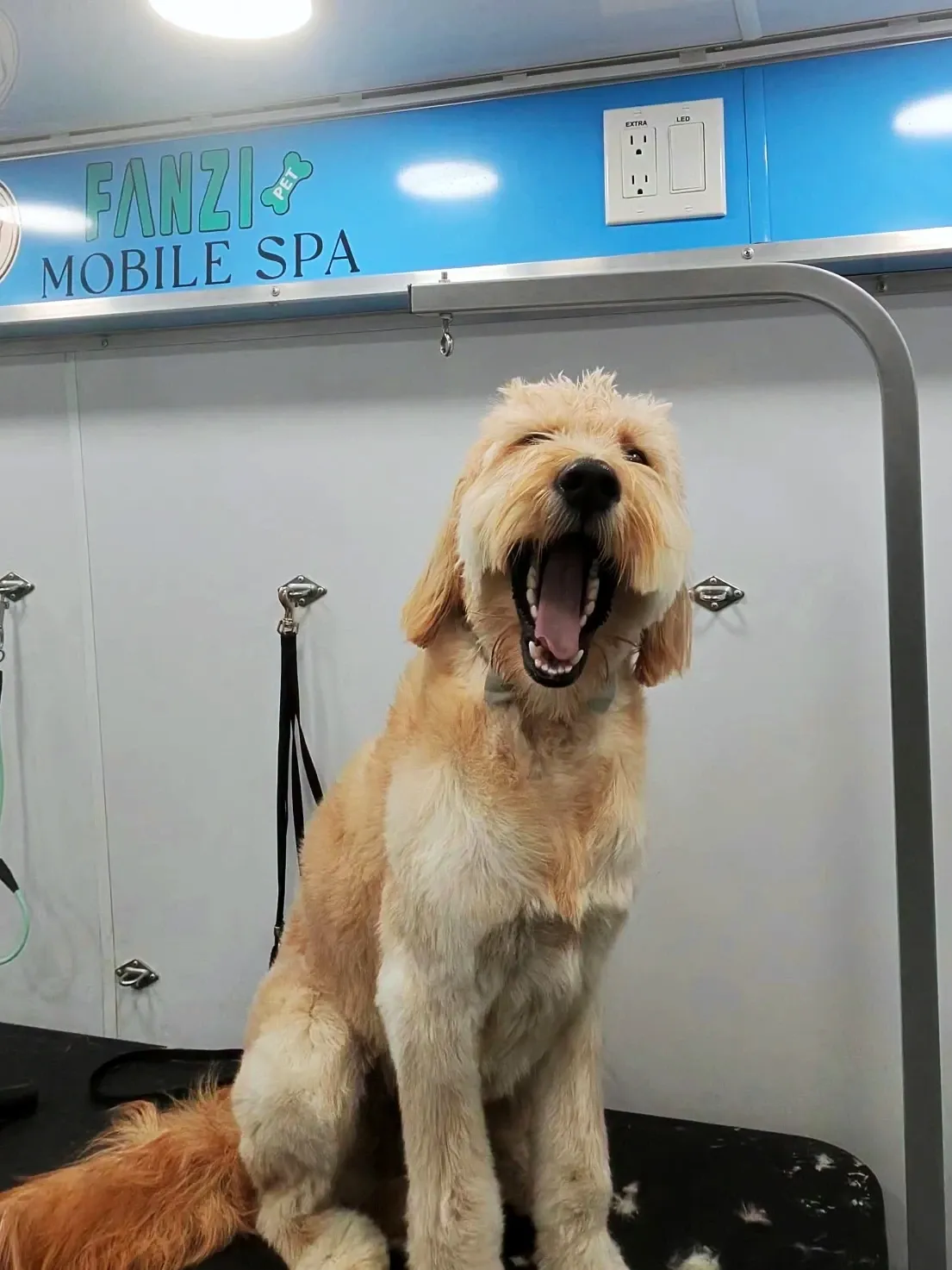 Goldendoodle mid-yawn after a fresh haircut