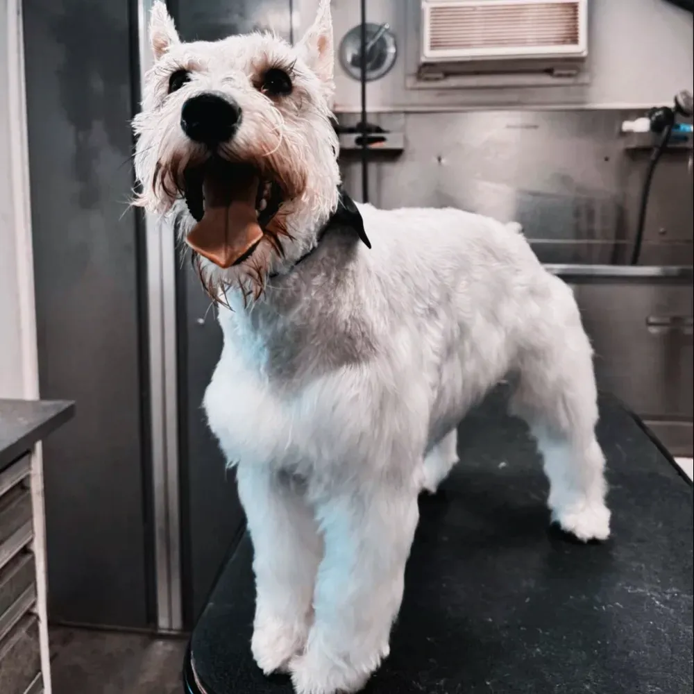 Freshly trimmed schnauzer