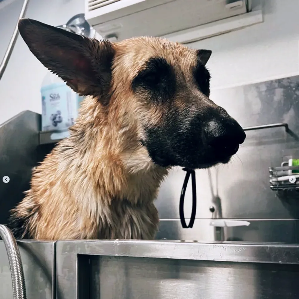 Shepherd mix enjoying a bath