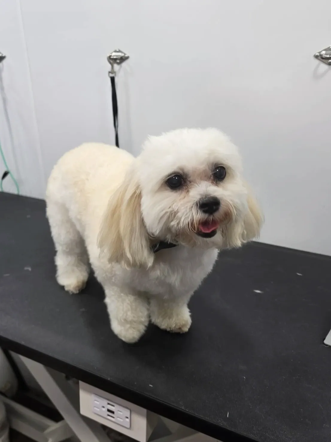 Fluffy white Maltese smiling after a groom