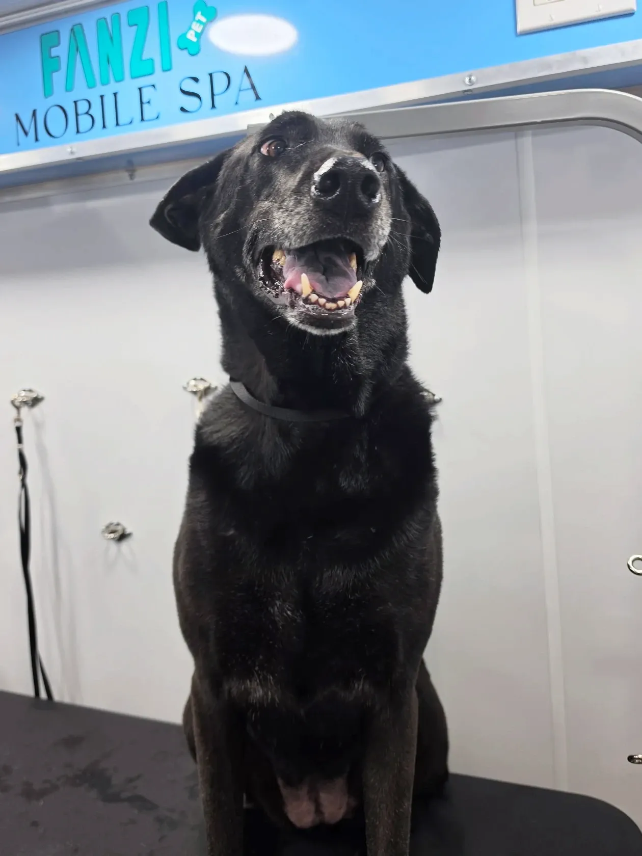 Grinning black Labrador on the grooming table