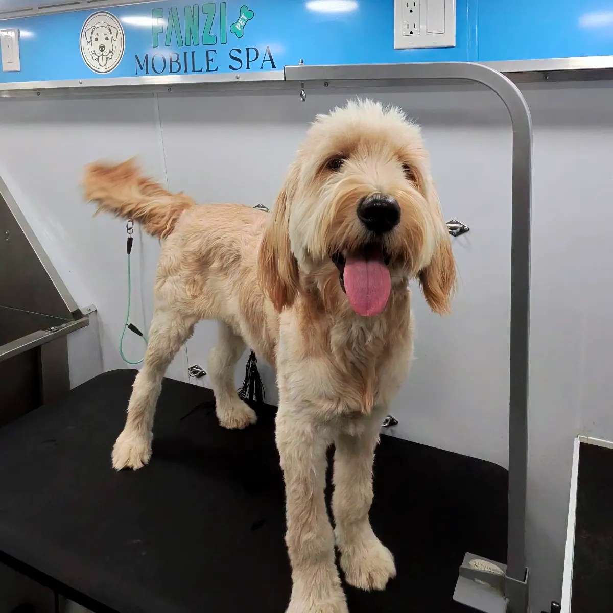 Happy doodle standing on the grooming table after a full groom